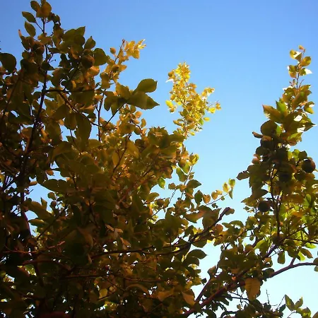 Encantadora Casa Do Limoeiro Apartamento